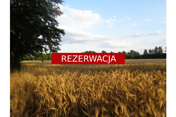 wielkopolskie, słupecki, Zagórów, Bukowe, Działka rolna z pięknym drzewostanem!